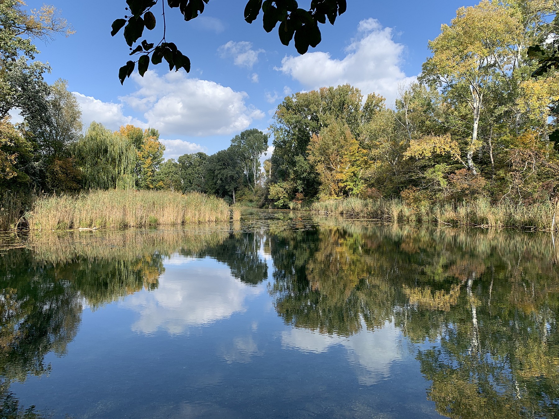 Wien · Im Naturpark Donau-Auen am Oberen Mühlwasser · Okt. 2022