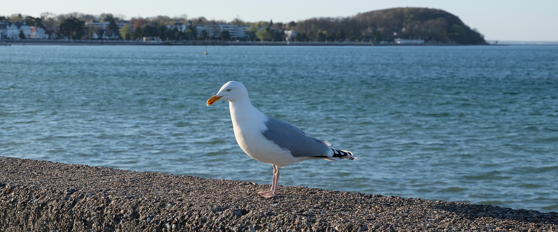 Travemünde · Meeresanrainer auf der Nordermole · April 2023